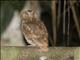 Vermiculated Screech-Owl (Otus vermiculatus)