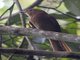 Rufous Piha (Lipaugus unirufus)