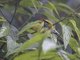 Speckled Tanager (Tangara guttata)