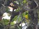 Yellow-collared Chlorophonia (Chlorophonia flavirostris)
