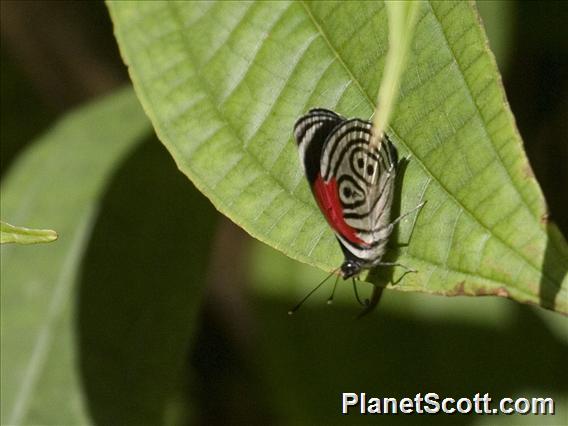 Widespread Eighty-eight Butterfly (Diathria clymena)