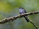 Greenish Puffleg (Haplophaedia aureliae)
