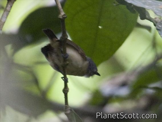 Spotted Antbird (Hylophylax naevioides)