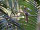 Northern Black-throated Trogon (Trogon tenellus) - Female