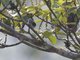 Cinereous Becard (Pachyramphus rufus) - Male