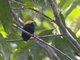Golden-headed Manakin (Pipra erythrocephala) - Male