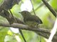 Golden-headed Manakin (Pipra erythrocephala)