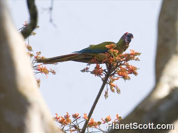 Great Green Macaw (Ara ambigua)