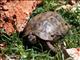 Eurasian Tortoise (Testudo graeca)