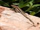 Danfords Lizard (Anatololacerta   danfordi)