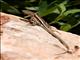 Wall Lizard (Anatololacerta budaki)