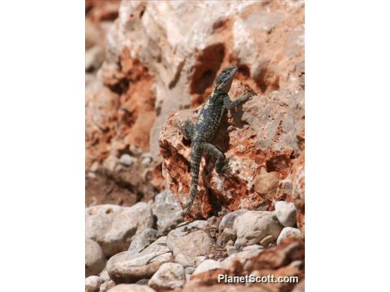 Roughtail Rock Agama (Stelligama stellio)