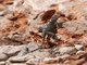 Agama (Laudakia stellio)