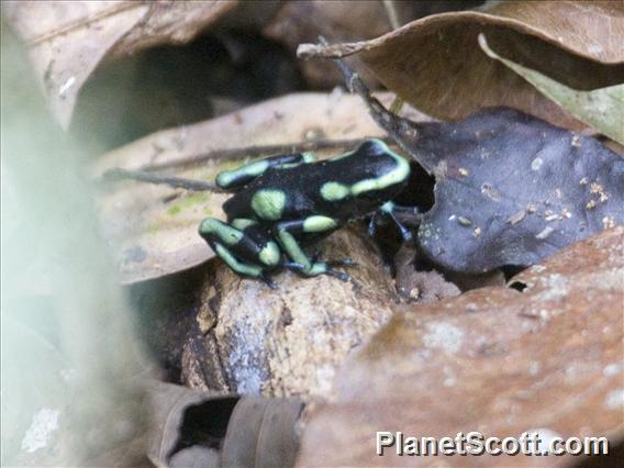 Green and Black Poison Dart Frog (Dendrobates auratus)