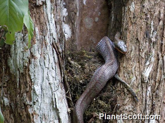 Puffing Snake (Phrynonax poecilonotus)