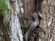 Two-colored Mussurana (Clelia bicolor)
