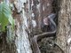 Two-colored Mussurana (Clelia bicolor)