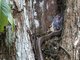 Two-colored Mussurana (Clelia bicolor)