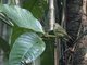 Olivaceous Flatbill (Rhynchocyclus olivaceus)
