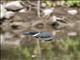 Amazon Kingfisher (Chloroceryle amazona)