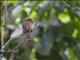 White-whiskered Puffbird (Malacoptila panamensis)