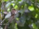 White-whiskered Puffbird (Malacoptila panamensis)