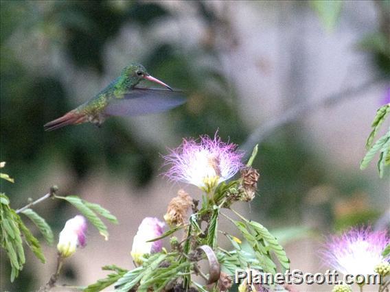 Rufous-tailed Hummingbird (Amazilia tzacatl) - Mogue