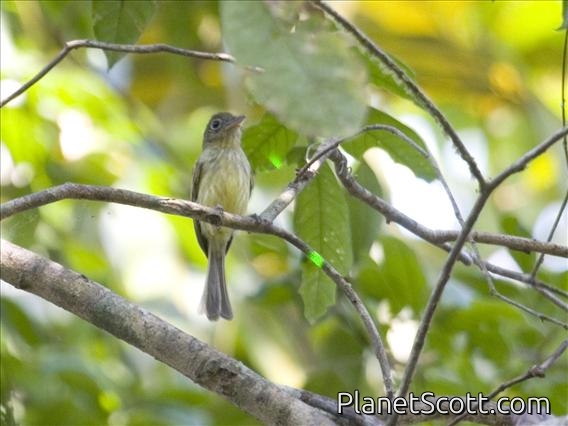 Olivaceous Flatbill (Rhynchocyclus olivaceus)