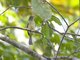 Olivaceous Flatbill (Rhynchocyclus olivaceus)