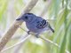 Slaty Antshrike (Thamnophilus punctatus)