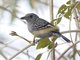 Slaty Antshrike (Thamnophilus punctatus)