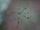 Golden Silk Orb-weaver (Nephilidae ssp)