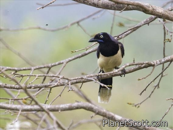 Black-chested Jay (Cyanocorax affinis)