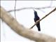 Sapphire-throated Hummingbird (Lepidopyga coeruleogularis) - Male