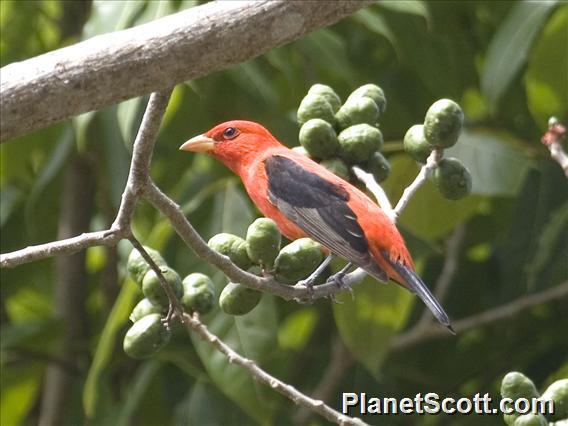 Scarlet Tanager (Piranga olivacea) - Male