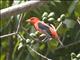 Scarlet Tanager (Piranga olivacea) - Male