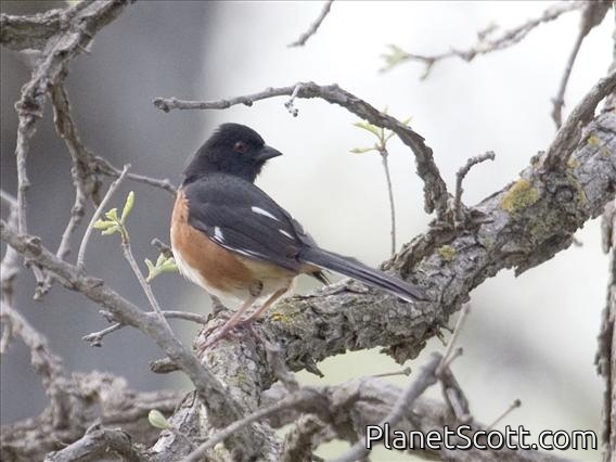 Eastern Towhee (Pipilo erythrophthalmus)