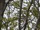 Eastern Meadowlark (Sturnella magna)