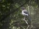 Scrub Jay (Aphelocoma californica) - Juvenile