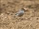 Chipping Sparrow (Spizella passerina) - Breeding