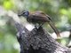Greater Necklaced Laughingthrush (Garrulax pectoralis)