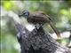 Greater Necklaced Laughingthrush (Ianthocincla pectoralis)