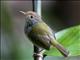 Common Tailorbird (Orthotomus sutorius)