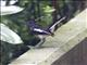 Oriental Magpie-Robin (Copsychus saularis)