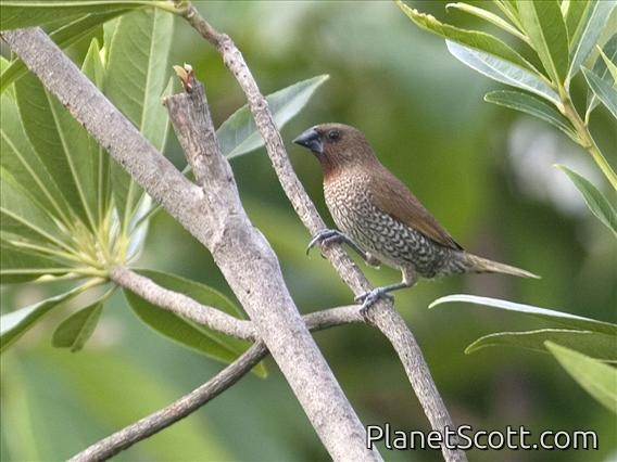 Nutmeg Mannikin (Lonchura punctulata)