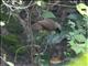 Masked Laughingthrush (Garrulax perspicillatus)