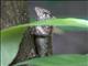 Oriental Garden Lizard (Calotes  versicolor)