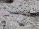 Common Mudskipper (boleophthalmus modestus)