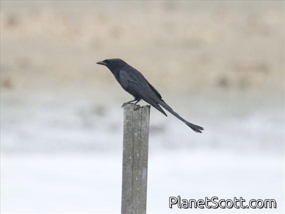 Hair-crested Drongo (Dicrurus hottentottus)