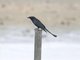 Hair-crested Drongo (Dicrurus hottentottus)